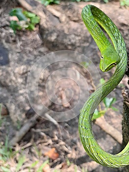 Show off the pattern and beauty of green snakes.ÃÂ  photo
